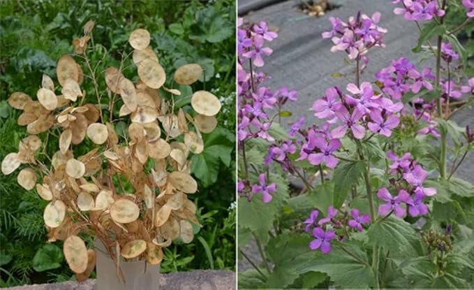 250 Money Plant Silver Dollars Flower Seeds - Great for Dried Arrangements