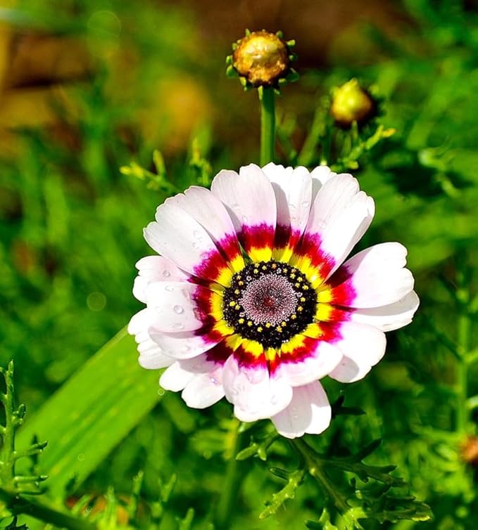 Seeds Multicolor Painted Daisy 100+ Seeds for Planting Chrysanthemum Rainbow Mix Annual