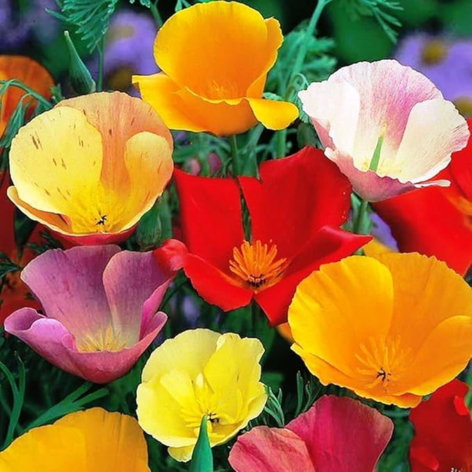 KIRA SEEDS - Seeds California Poppy Mix - Eschscholzia californica - Perennial Flowers for Planting
