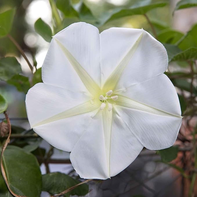 20+USA Premium Seeds Moonflower Vine Flower for Planting Outdoor Fragrant Heirloom Vine