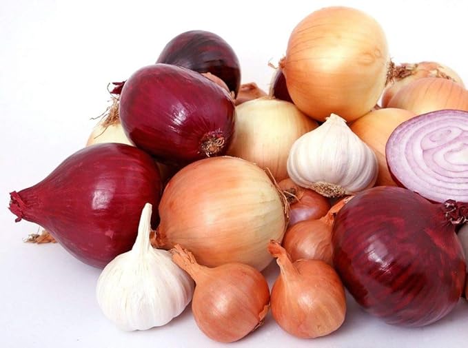Multicolor Onion Seed Mx Allium Cepa 200+ Seeds Garden Seeds for Planting Vegetables