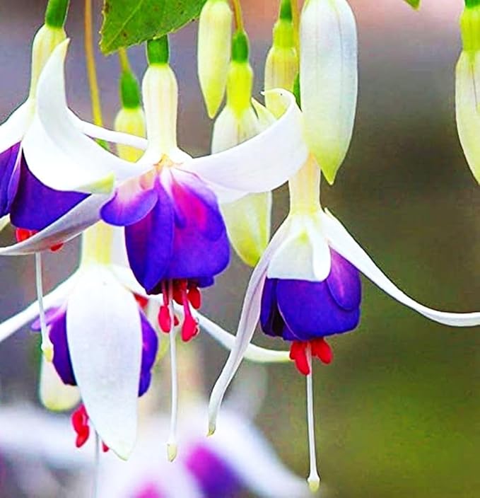 Mixed Fuchsia Flower Seeds Perennial Home Bonsai 100 Pcs Seeds