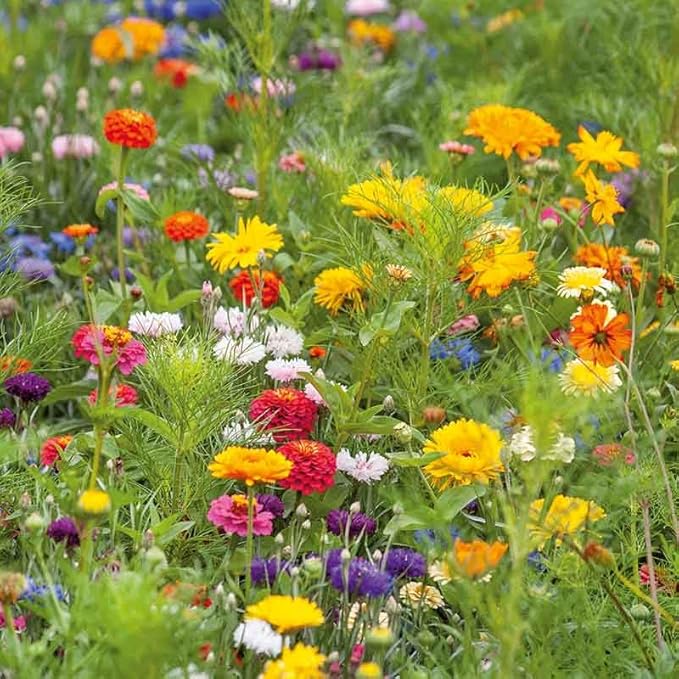 Eden Brothers Jellybean Flower Mixed Seeds for Planting, 1 oz, 30,000+ Seeds with Zinnia, Cornflower, Cosmos, Calendula | Attracts Pollinators, Plant in Spring or Fall, Zones 3, 4, 5, 6, 7, 8, 9, 10
