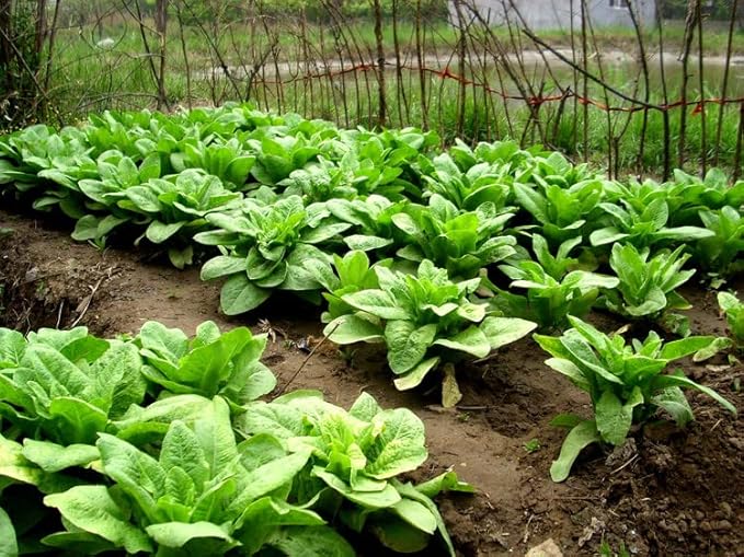 Seeds Asparagus Lettuce Celtuce - 65 Days for Salad - Heirloom Vegetable - GMO Free