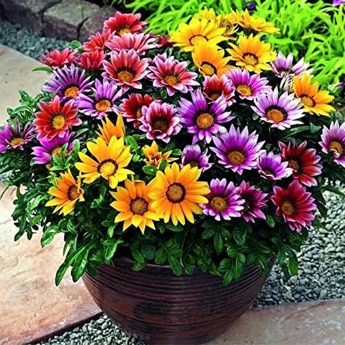 KIRA SEEDS - Seeds Treasure Flower Mix- Gazania - Annual Flowers for Planting - GMO Free