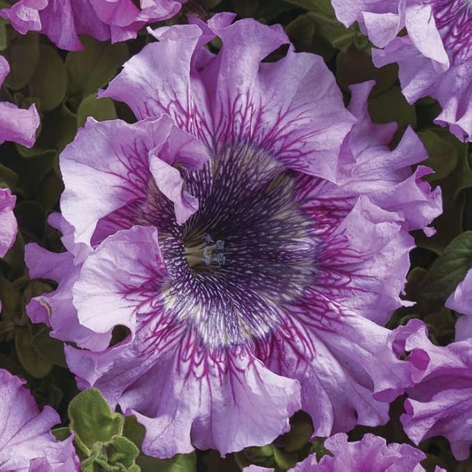 Park Seed Superbissima Giant Rose Petunia Seeds, Grandiflora Type with Large 6-Inch Pink Blooms, Frilled Edges, Tetraploid Variety, Container Friendly, Pack of 10