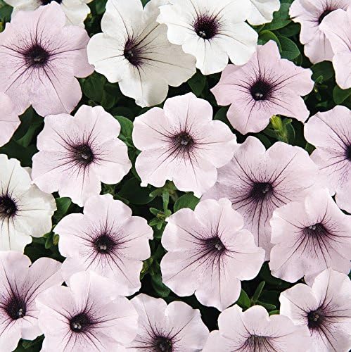Park Seed Tidal Wave Silver Petunia – Silvery White Blooms with Purple Veining, 2.5–4 Inch Flowers on 16–22 Inch Plants, Climbing or Trailing Habit, Resistant – Pack of 10