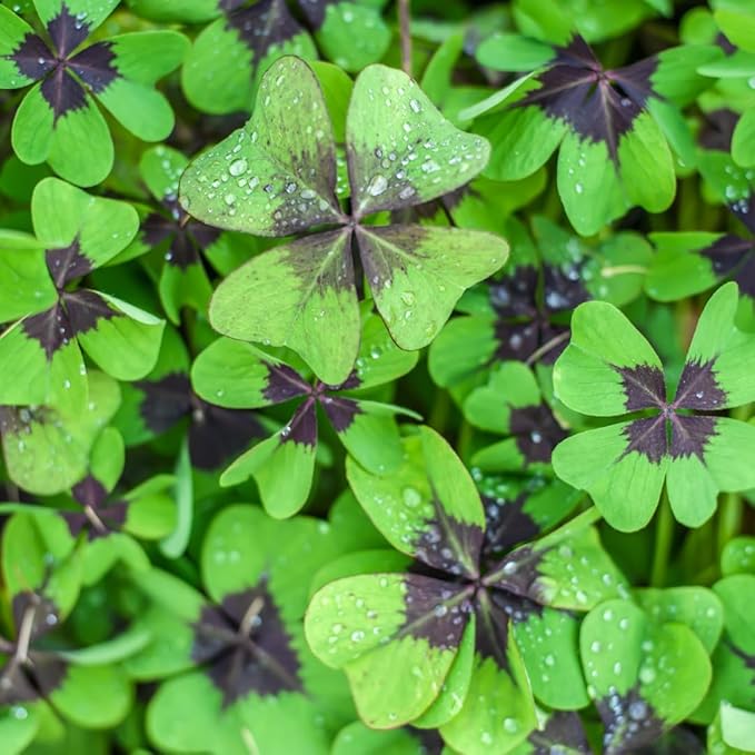 Iron Cross Shamrock Bulbs for Planting - Fast Growing Year Round Color Indoors or Outdoors - Oxalis Shamrock Bulbs for Good Luck (10 Bulbs)