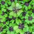 Iron Cross Shamrock Bulbs for Planting - Fast Growing Year Round Color Indoors or Outdoors - Oxalis Shamrock Bulbs for Good Luck (10 Bulbs)