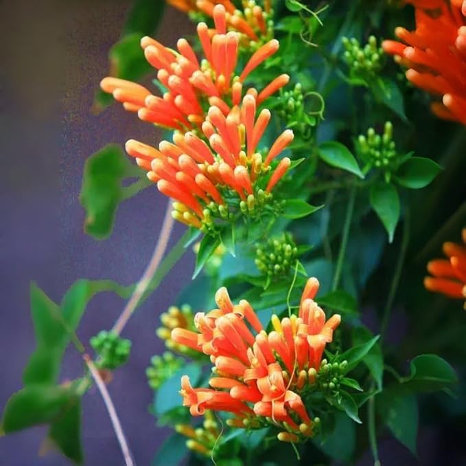 100 Count Pyrostegia Venusta Flower Seeds Firecracker Cigar Plant - Perennial Fast Climbing Vine, Long Flowering Season, Suitable for Home Gardens & Patios