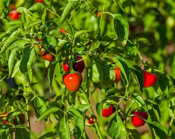 50PCS Large Red Cherry Pepper Seeds Hot Chili Pepper Heirloom Vegetable Seeds Home Garden Outdoor