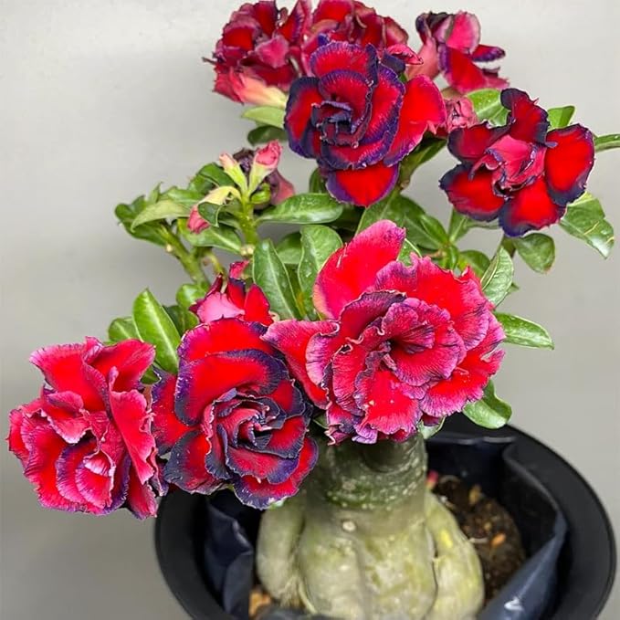 5Pcs-Perennial Desert Rose Seeds for Planting in Home Garden-Drought-Tolerant Ornamental