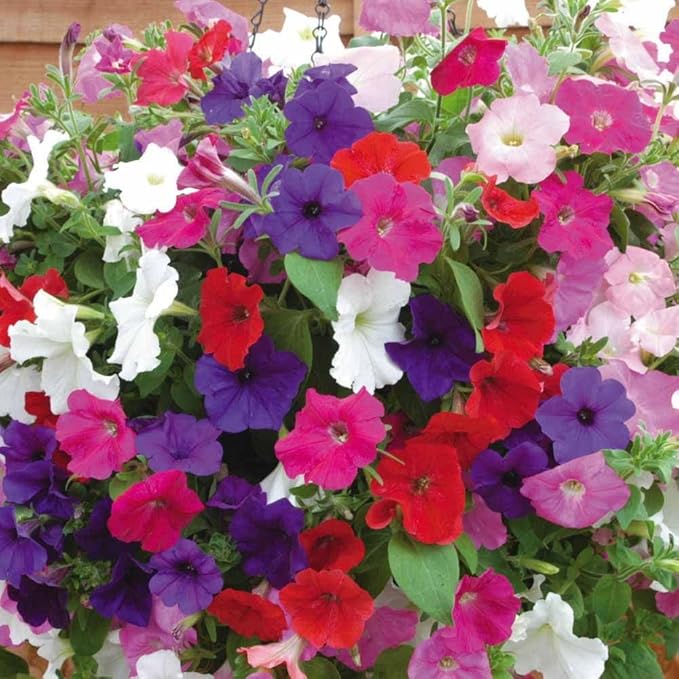 500+ Seeds Petunia Unicum Rainbow Cascade - Flower Mix