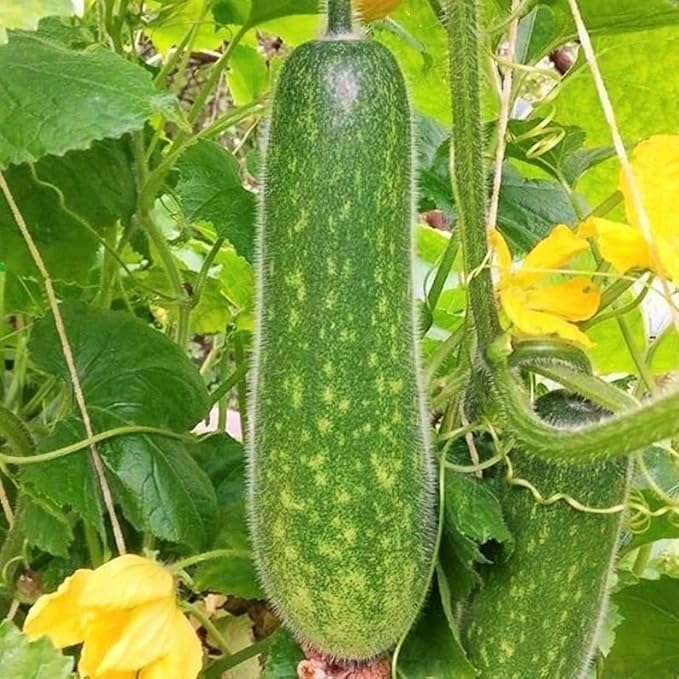 40 Fuzzy Star Fuzzy Melon Seeds | Wax Gourd Fuzzy Hair Hairy Squash Chi Qua Mo Gwa Mokwa Winter Ash Asian Vegetable Seed