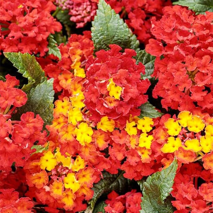 1300+ Mix-Colored Lantana Flower Seeds for Planting-Perennial for Flower Beds and Containers-Brighten Your Garden
