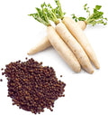 Smoke Camp Crafts Organic Groundhog Daikon (Raphanus sativus VAR. Niger) 50 Organic Seeds (1 gram) - Tilling Radish, Biodrill, Nutrient Cycler, Cover Crop