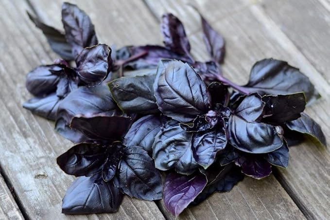NIKA SEEDS - Seeds Herb Purple Indoor Basil Opal - 300 Seeds