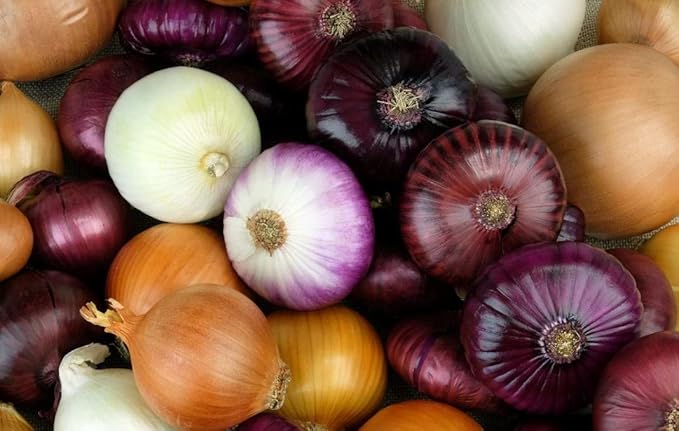 Multicolor Onion Seed Mx Allium Cepa 200+ Seeds Garden Seeds for Planting Vegetables