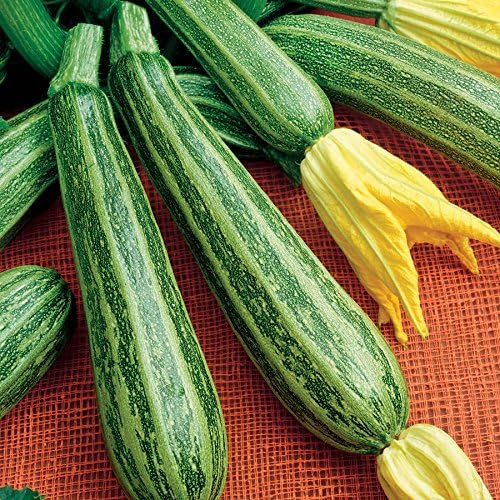 NIKA SEEDS - Seeds Vegetable Zucchini Tiger Striped Green - 30 Seeds
