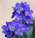Indigo Blue Forget Me Not Seeds - 5000 Seeds for Ground Cover for Tulips and Other Bulbs