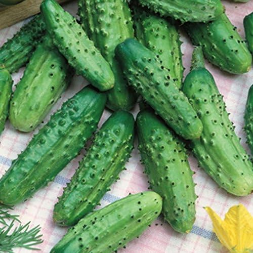 Seeds Vegetable Bush Type Cucumber 45 Days for Pickling Planting Non GMO - 40 Seeds