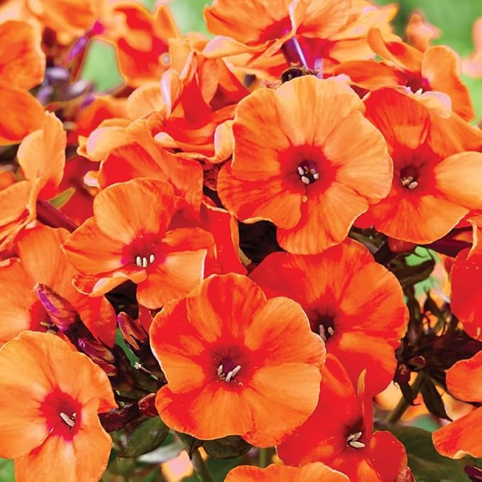 1000+ Creeping Phlox Seeds for Planting Outdoor-Phlox Seeds Perennial-Ground Cover Seed Annual Flower Thyme Non-GMO Heirloom Thymus Serpyllum Seed in Home