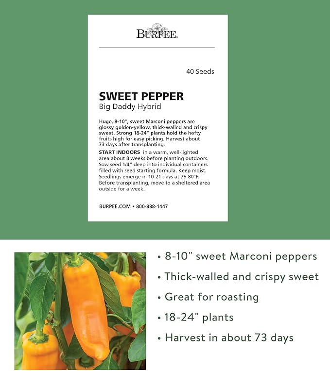 Burpee Big Daddy Sweet Pepper Seeds 40 seeds