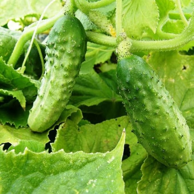 40+ Seeds Cucumber Bush Gift - Vegetable Open-Pollinated