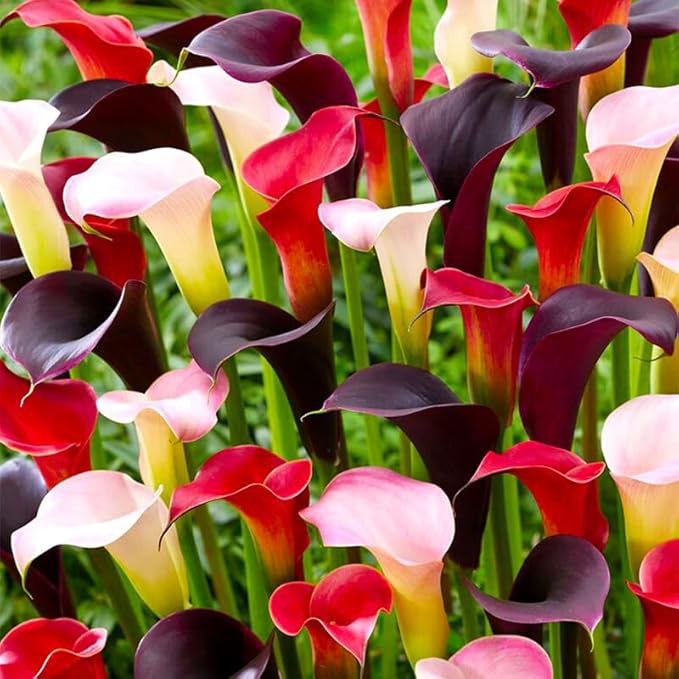 30Pcs Mix Calla Lily Seeds for Planting in Home Garden-GMO Heirloom Plant Seeds Garden Outdoor