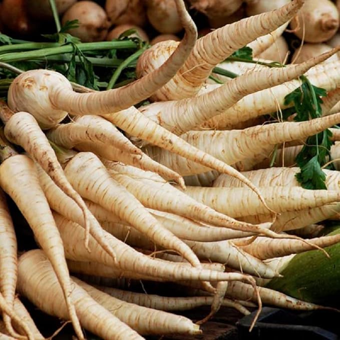 Harris Model Parsnip Seeds, 25 Count COOL BEANS N SPROUTS Brand. Heirloom. Non-GMO Home Gardening
