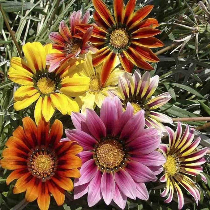 KIRA SEEDS - Seeds Treasure Flower Mix- Gazania - Annual Flowers for Planting - GMO Free