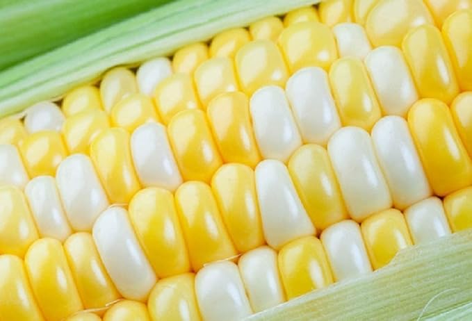 Vegetable Garden Seeds for Planting - Grow Heirloom Vegetables (Peaches and Cream Sweet Corn)