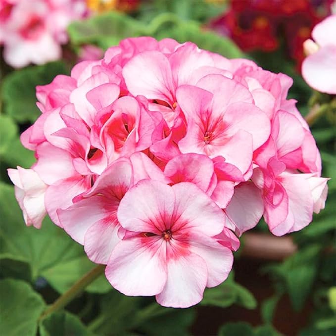 19+ Annual Geranium Flower Seed Mixes to Plant Outdoor Indoor Garden Growing-Non-GMO Heirloom Plant Seeds