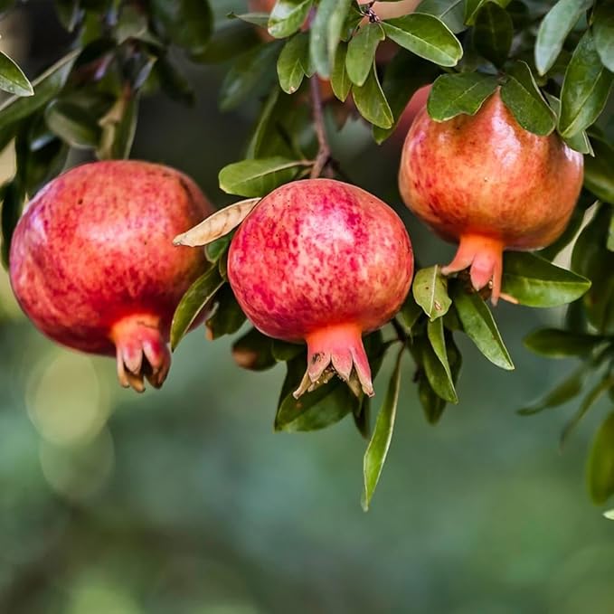 Live Pomegranate 'Wonderful' Plants (Punica Granatum 'Wonderful') - Fruit-Bearing, Drought-Tolerant, Easy to Grow (4 Pomegranate Wonderful Cups)