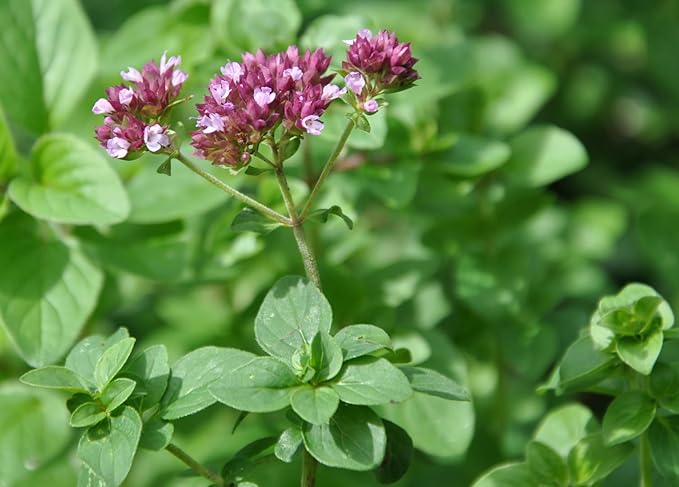 KIRA SEEDS - Seeds Oregano - Wild Marjoram - Heirloom Herb - GMO Free