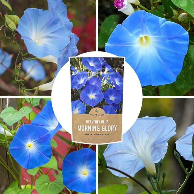 Morning Glory Seeds Heavenly Blue - Bulk 1/4 Pound Bag - Over 4,000 Fresh Flower Seeds