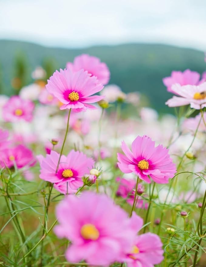 2000+ Cosmos Seeds – Easy to Grow Annual Flower Blend in Mixed Colors – Heirloom, Non-GMO, USA Grown – Throw and Grow Wild Flower Seeds for Garden and Landscaping