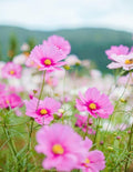 2000+ Cosmos Seeds – Easy to Grow Annual Flower Blend in Mixed Colors – Heirloom, Non-GMO, USA Grown – Throw and Grow Wild Flower Seeds for Garden and Landscaping