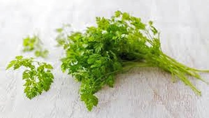 Chervil Seeds, Herb, 100+ Seeds Non GMO, Use The herb Fresh to Flavor vinaigrettes.