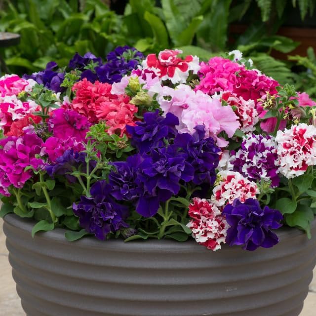 300+ Double Dwarf Petunia Seeds - Mixed Colors, Perfect for Outdoor Gardens, Balcony Hanging Baskets, Containers, Attracts Butterflies & Bees, Heat and Sun Tolerant