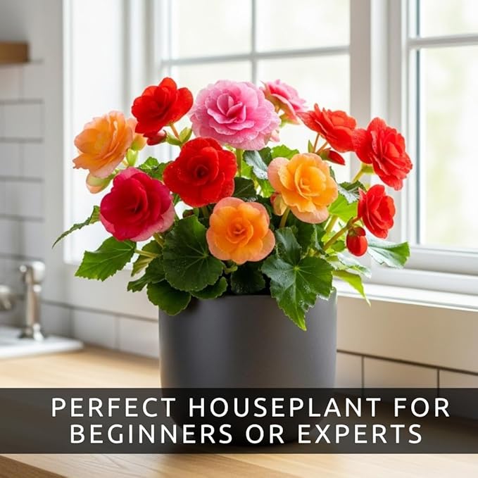 Grow Begonia Flower Bulbs Indoors (3 Pack) – Cheerful, Colorful Winter Blooms Year-Round – Easy-to-Grow Begonias for Containers, Desks, Windowsills, or Gifts – Stunning Dahlia-Like Flowers