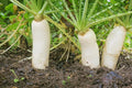 Food Plot Seeds for Planting - Grow Food for Deer, Turkey, Elk, Phesants, Quail and Other Wild Game (Daikon Radishes - 100 Seeds)