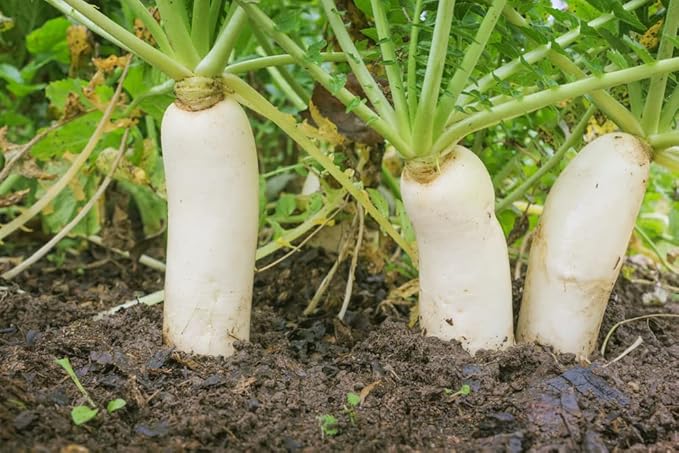 Food Plot Seeds for Planting - Grow Food for Deer, Turkey, Elk, Phesants, Quail and Other Wild Game (Daikon Radishes - 100 Seeds)