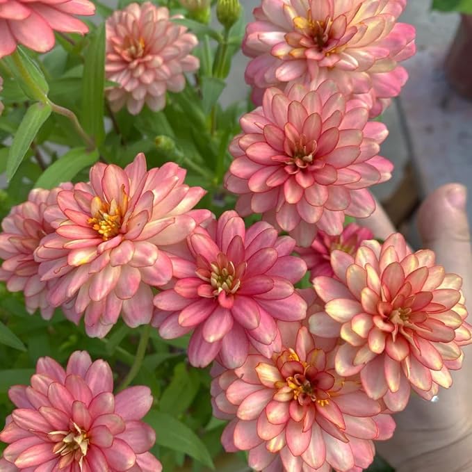 Dwarf Zinnia Seeds for Planting, 50+pcs Rare Perennial Zinnia Flower Seeds Plants, Non-GMO Heirloom Fragrant Beauty Flowers Plants Home Garden for Outdoors