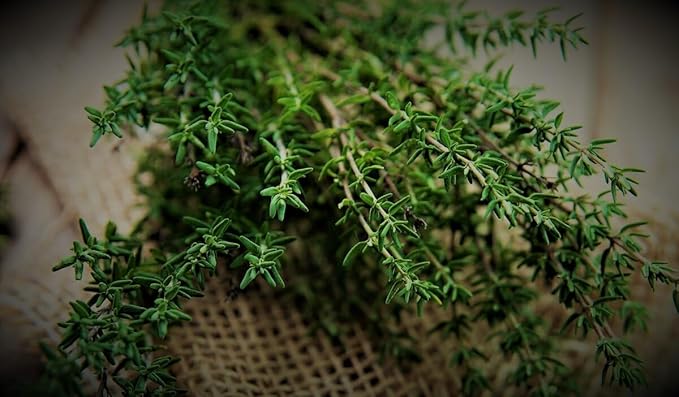 Seeds Summer Savory - Indoor - 1000 Seeds - Heirloom Herb - GMO Free