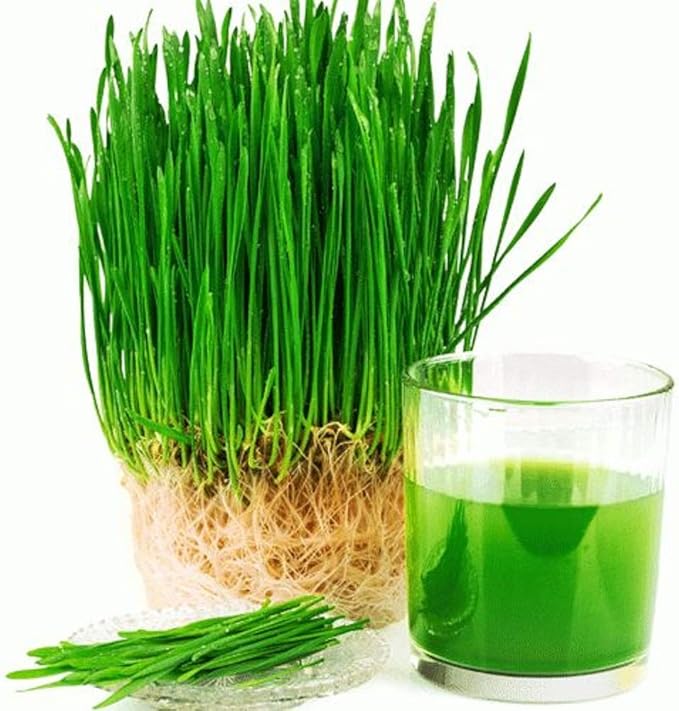 Wheatgrass Seeds for Sprouting Microgreens, 8 oz A Rich Source of Vitamins and Minerals and Health-Promoting Nutrients! COOL BEANS N SPROUTS Brand, A Small Town Family Run USA Business.
