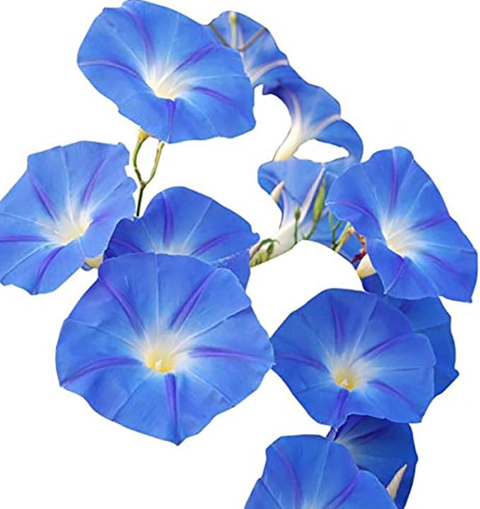 4000 Heavenly Blue Morning Blooming Vine Seeds – 1/4 Pound - for Planting Outdoors – Attracts Butterflies & Hummingbirds – Heirloom Blue Morning Glory Seeds