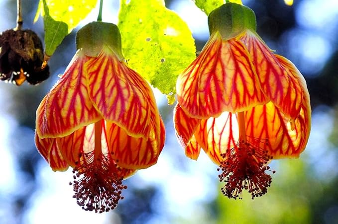Seeds Abutilon Seeds Mix 50 Seeds for Planting Flowers Indian Mallow Flowering Maple