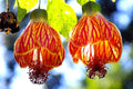 Seeds Abutilon Seeds Mix 50 Seeds for Planting Flowers Indian Mallow Flowering Maple