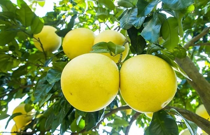 Gardenera's Premium Pomelo Tree Soil Mix - Quick Drain Potting Soil for Growing and Repotting Citrus Maxima - 3 Quart